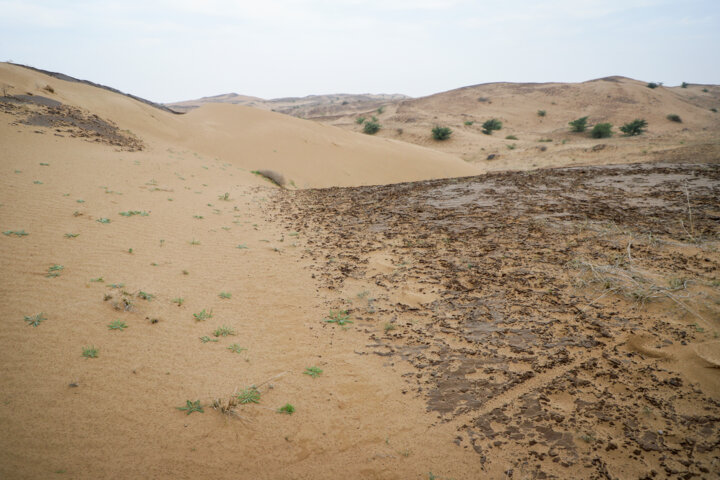 مالچ پاشی در خوزستان