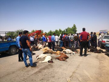 دلیل مرگ ۵۴ راس دام در یک روستای مسجدسلیمان در دست بررسی است