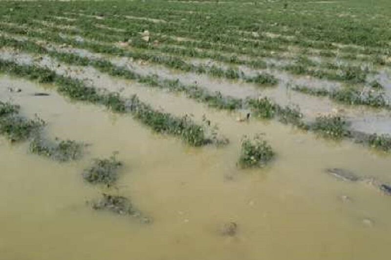بارش های رگباری ۷۰۰ میلیارد تومان به کشاورزی ایلام خسارت زد 