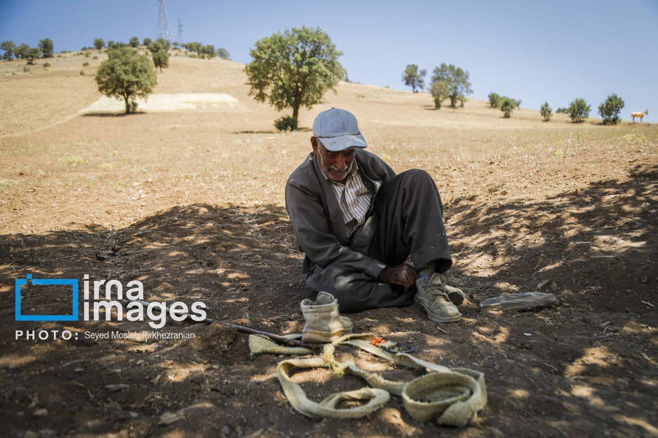 برداشت سنتی گندم از مزارع کردستان