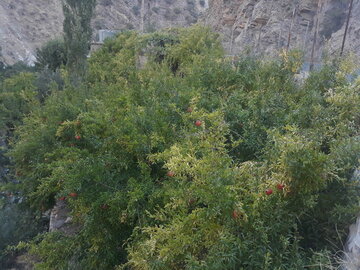 انارستان های زردویی پاوه