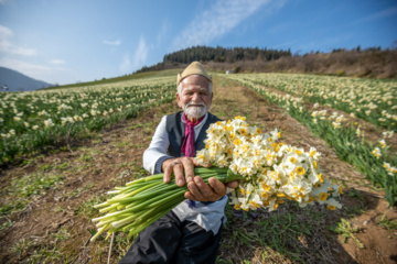 Iran : récolte des narcisses dans la province du Golestan 