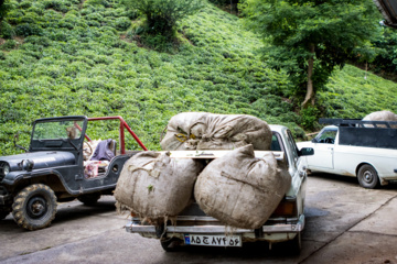 چای لاهیجان