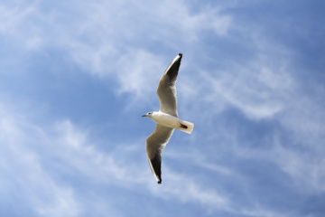 Chiraz accueille des mouettes