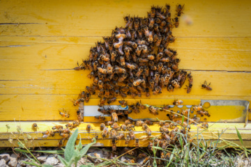 Bee  Breeding