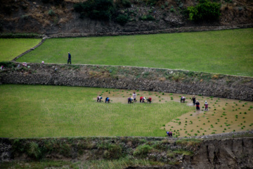 Terraced cultivation of rice in northern Iran