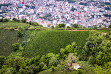 Lahijan tea