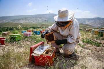 Bee  Breeding