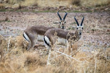 Iranian goitered gazelle