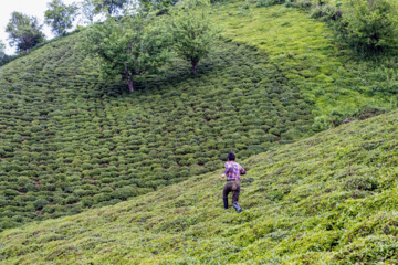 Lahijan tea