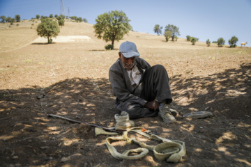 Traditional wheat harvest in western Iran