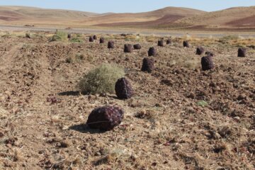 برداشت پیاز در میاندوآب