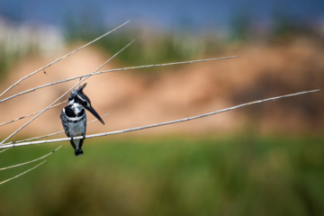 La faune et la flore de la région de Chamim dans le sud-ouest de l’Iran 