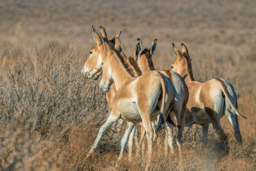 گور ایرانی