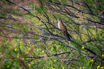 خوزستان کےعلاقے چمیم کی وائلڈ لائف - کوکو برڈ (Female cuckoo)