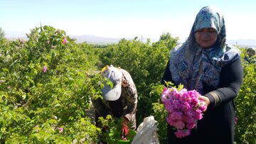 برداشت گل محمدی از مزارع «خوش آباد» ملایر