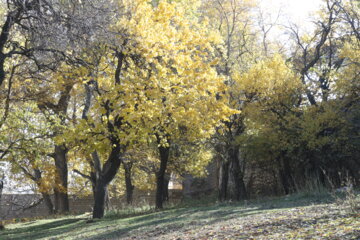 جلوه هایی از پاییز رنگارنگ در روستای گردشگری " کوسج" ماکو