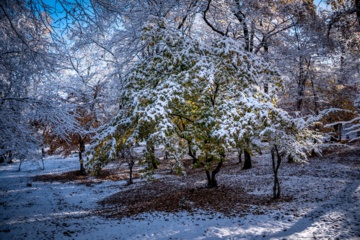 بارش برف پاییزی در گلستان