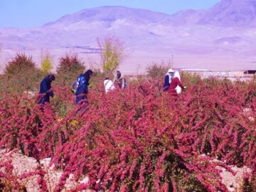 برداشت زرشک در خراسان جنوبی