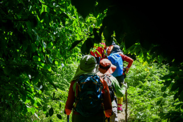 Wandering in Nature