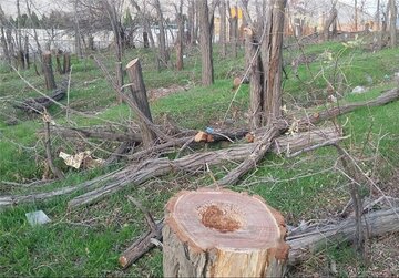 جهادکشاورزی کردستان آماده کمک به باغدار خسارت دیده سنندجی است