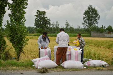 آتش در کشت‌زار