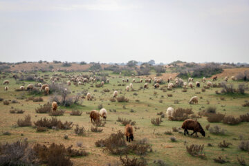 مالچ پاشی در خوزستان