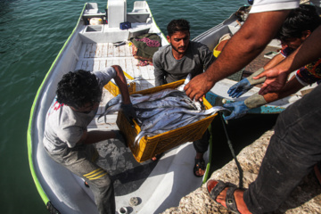 Muelle de pesca “Bandar-e Kong”