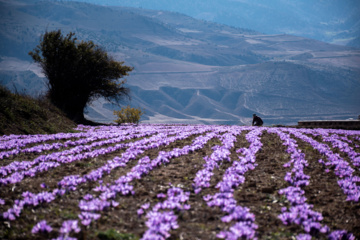 Cosecha de azafrán en el norte de Irán