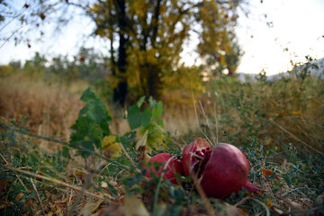 کوچه باغ هایی به رنگ انار و خرمالو درشیراز