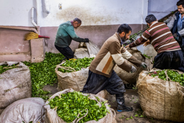 El té de Lahiyan