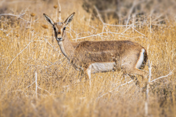 Iranian goitered gazelle