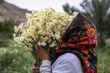 La récolte des narcisses en Iran 