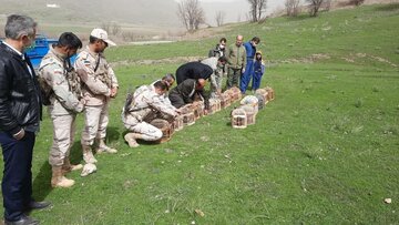 ۲۱ قطعه کبک در طبیعت مریوان رهاسازی شد