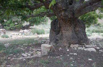 ۱۹۶ اصله درخت کهنسال در کردستان شناسایی شده است