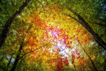 L'automne dans les forêts hyrcaniennes expose la magie de la nature dans chaque feuille. Le paysage intact et pittoresque de ces forêts en automne montre l'importance historique et la diversité végétale de ce trésor naturel iranien. 