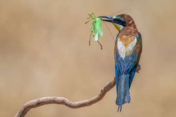 Birdwatching in Iran