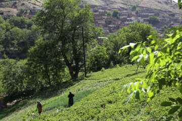 روستای هدف گردشگری شیان