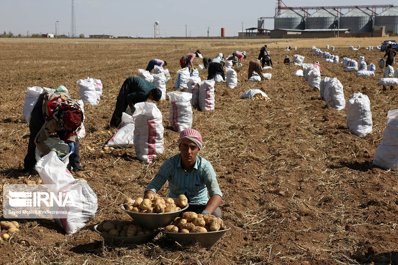  سیب زمینی در بیش از ۶ هزار هکتار از اراضی کردستان برداشت شده است