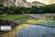 تهیه سند جامع علمی لازمه دستیابی گلستان به اقتدار غذایی 