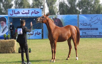 بیست و نهمین جشنواره قهرمانی زیبایی اسب اصیل ایرانی در گتوند