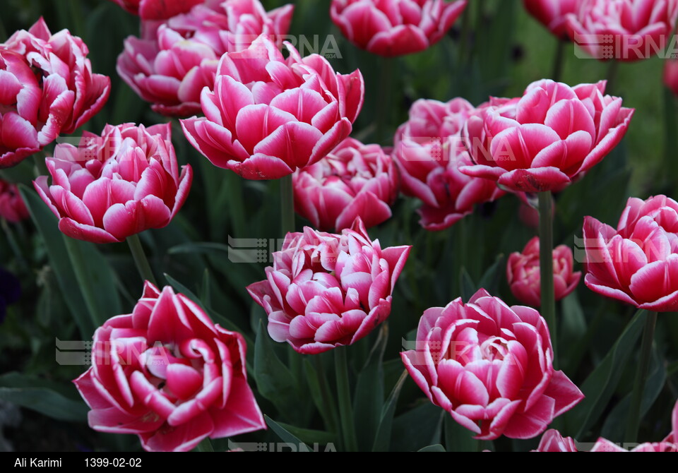 جشنواره گل‌های لاله در اراک