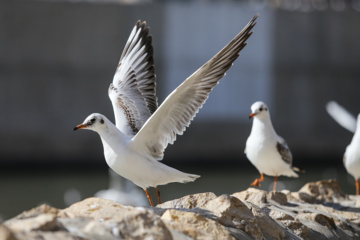 Chiraz accueille des mouettes