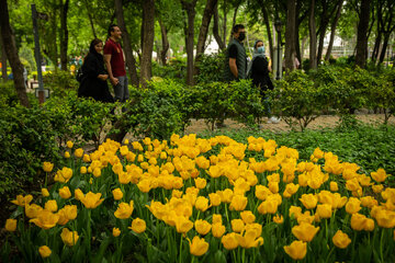 Fiesta de tulipanes en el Jardín Iraní