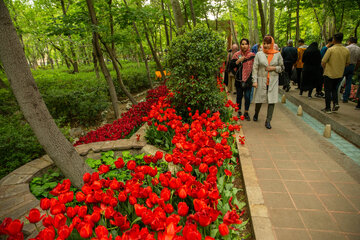 Fiesta de tulipanes en el Jardín Iraní