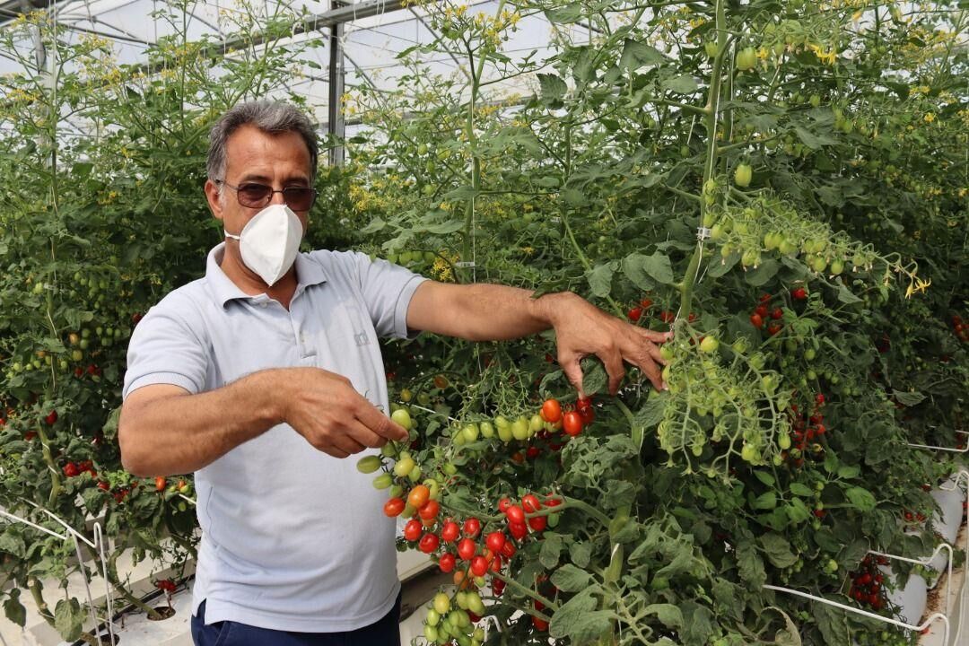 گلخانه مدرن اسلام‌آبادغرب پروژه‌ای برای تحقق جهش تولید 