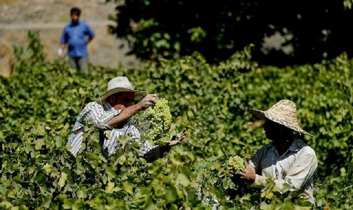 ۲۵۵ هزار تُن انگور از تاکستان‌های ملایر برداشت می‌شود