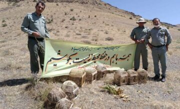 ۱۲ قطعه کبک در دامن طبیعت سقز رهاسازی شد