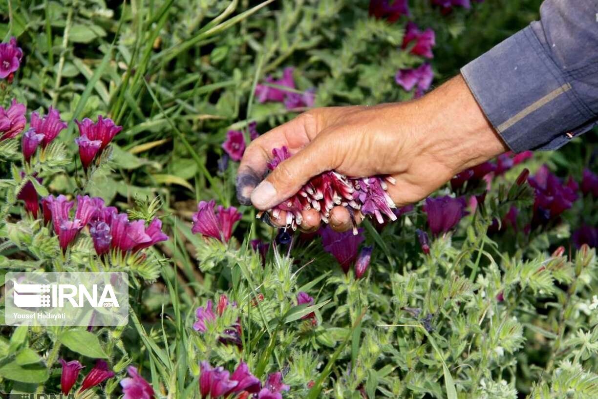 ایده بازار گیاهان دارویی اصفهان با هدف توسعه مشاغل خانگی برگزار می‌شود