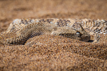 Wildlife of Chamim Region